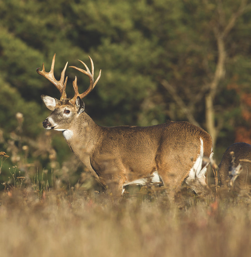 Animal Collisions